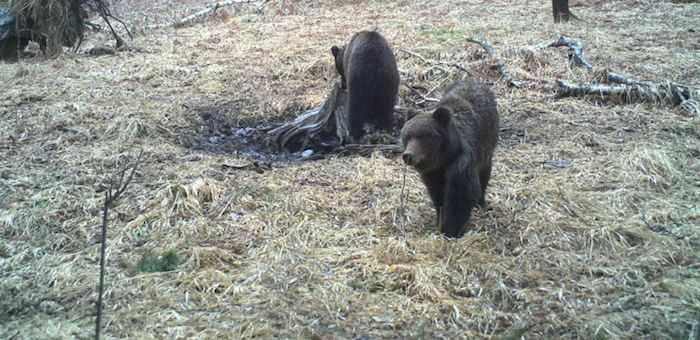 Фотофакты: В Алтайском заповеднике проснулись медведи, а маралы сбросили рога