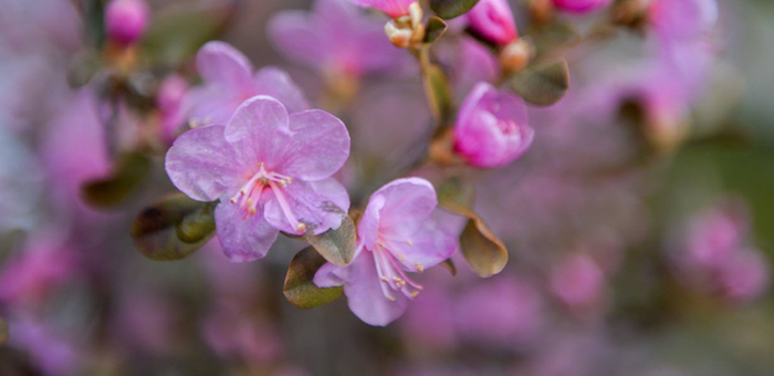 Фотофакт: На Алтае зацвел маральник