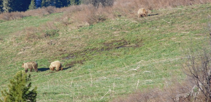 В Катунском заповеднике пересчитали медведей