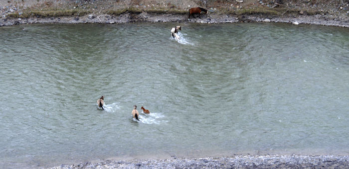Фотофакт: Туристы спасли жеребенка, тонувшего в Чуе