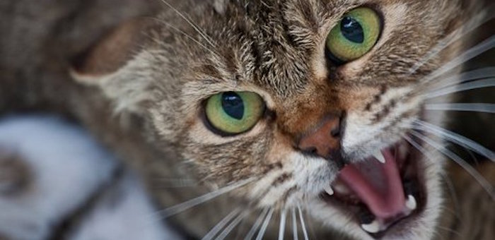 В Горно-Алтайске выявлен случай бешенства у кошки