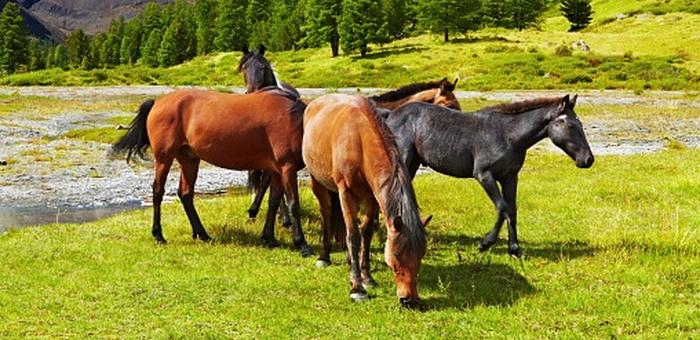 Тувинцы угнали табун лошадей в Кош-Агачском районе