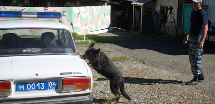 Служебные собаки показали свои умения на соревнованиях в Горно-Алтайске (фото)