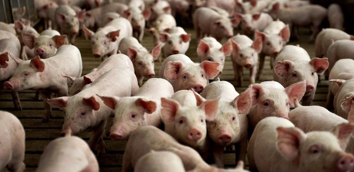 В Майме планируют построить крупный свинокомплекс