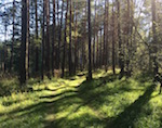 Синоптики радуют: на выходных ожидается хорошая погода