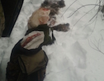 Около Паспаула браконьеры застрелили двух медведей