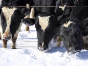 Зимовка скота проходит в сложных условиях