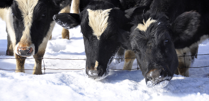 Зимовка скота проходит в сложных условиях