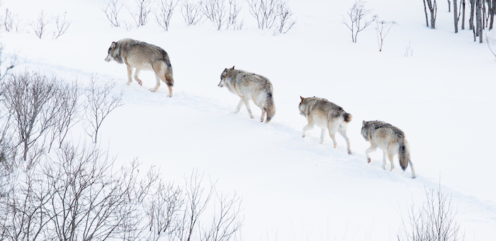 Почти 600 волков истребили на Алтае в прошлом году