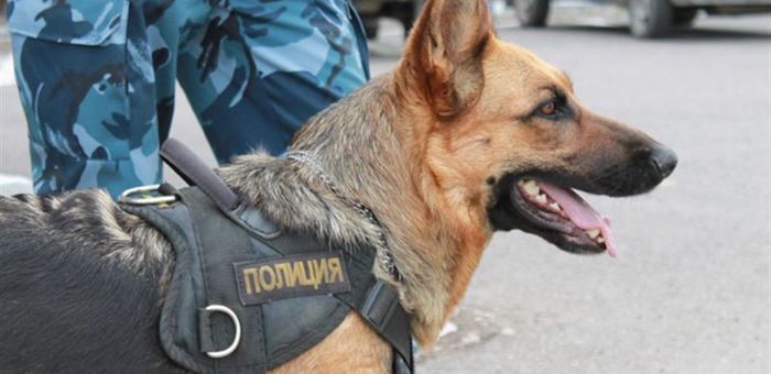 Служебная собака помогла задержать вора