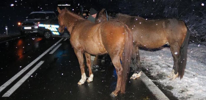 Очередное ДТП из-за лошади: водитель погиб, два человека госпитализированы