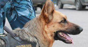 Служебная собака помогла задержать вора