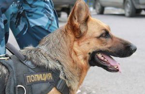 Служебная собака помогла задержать вора