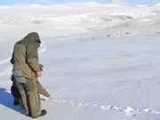 Экологи провели учет животных на Укоке