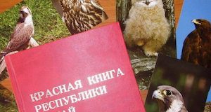 Третье издание Красной книги Республики Алтай выйдет в Год экологии