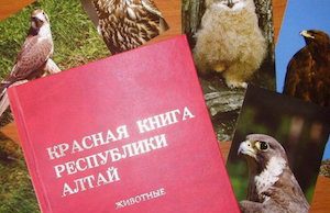 Третье издание Красной книги Республики Алтай выйдет в Год экологии