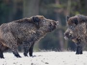 Сезон охоты на кабана и пушную дичь закончился на Алтае