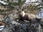 Уникальная фотосессия: козерог в Сайлюгемском парке