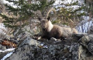 Уникальная фотосессия: козерог в Сайлюгемском парке