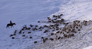 Выпас скота запретят в пятикилометровой зоне возле границы