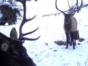 Прошедшая зима была для маралов трудной