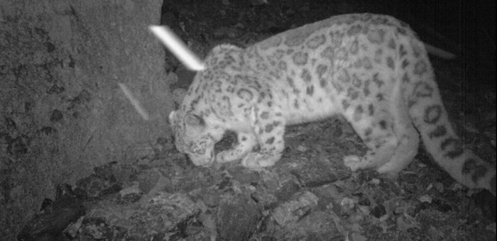 Барсы откочевали с хребта Чихачева из-за снегопадов