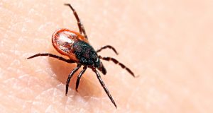 На Алтае растет число пострадавших от укусов клещей