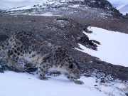 Снежные барсы нашли себе в Горном Алтае новые места обитания