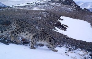 Снежные барсы нашли себе в Горном Алтае новые места обитания