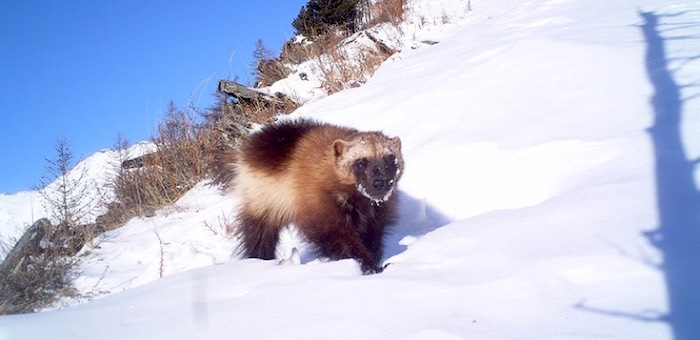 Фотоистория о том, как росомаха повадилась «проверять» фотоловушки
