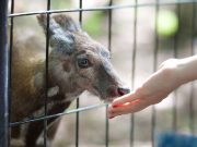 Акция по защите кабарги стартовала в Республике Алтай