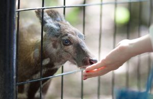 Акция по защите кабарги стартовала в Республике Алтай