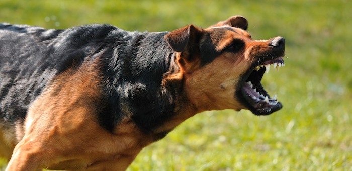 В Аносе бешеная собака напала на женщин