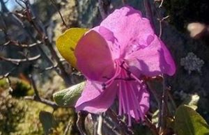Маральник зацвел в Горном Алтае