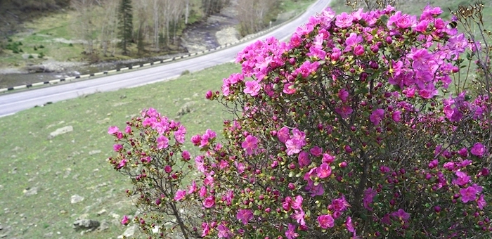 Большой праздник пройдет в Онгудайском районе в честь цветения маральника