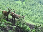 Весенний учет марала и медведя завершился в Алтайском заповеднике