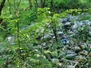 Сборщики черемши замусорили лес — прокуратура