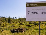 Горный Алтай получил в подарок полмиллиона кедров