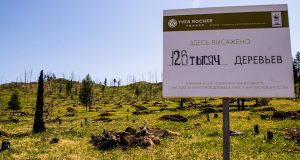 Горный Алтай получил в подарок полмиллиона кедров