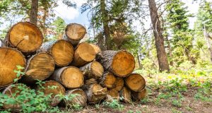 Житель Чойского района вырубил кедра на миллионы рублей