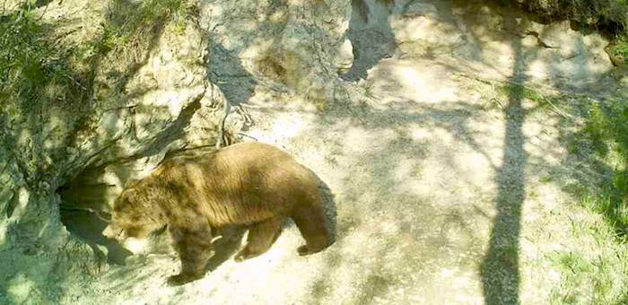 Как молодые медведи в заповеднике в футбол играли. Фото