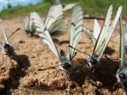 Бабочки-боярышницы атаковали Горный Алтай