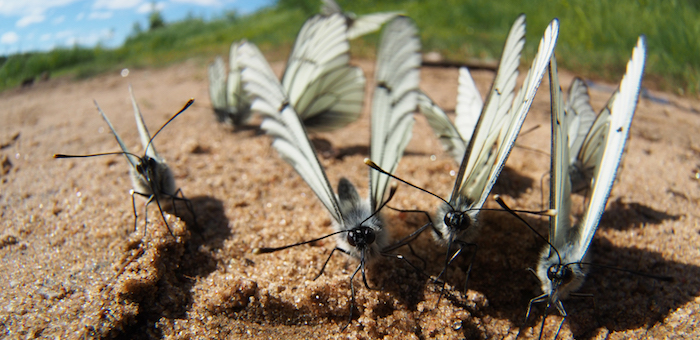 Бабочки-боярышницы атаковали Горный Алтай
