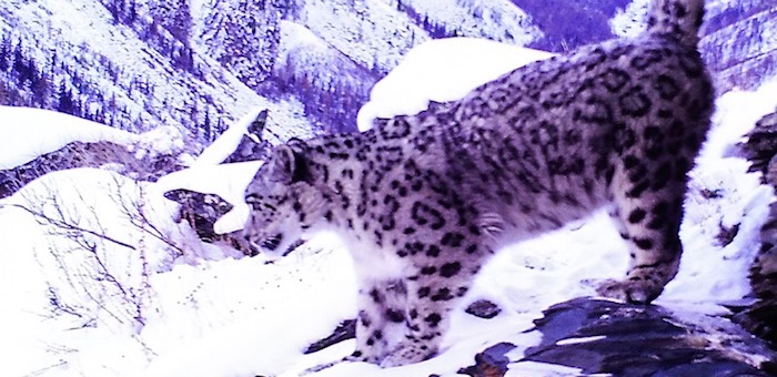 Новые места обитания ирбиса обнаружены в Горном Алтае