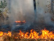 Леса горят в Онгудайском и Улаганском районах