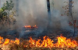 Леса горят в Онгудайском и Улаганском районах