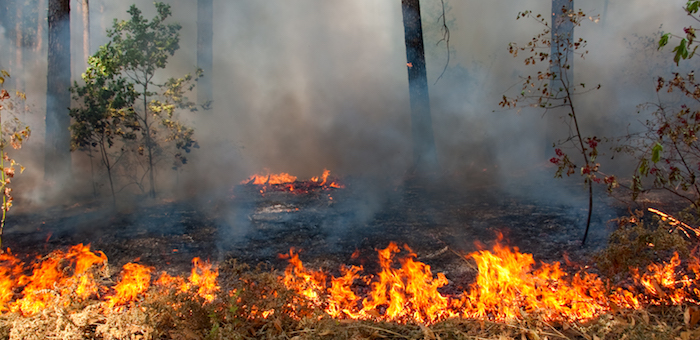 Леса горят в Онгудайском и Улаганском районах