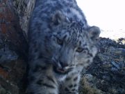 Новые снимки снежных барсов с котятами получили на Алтае