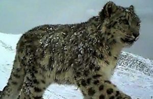 Снежные барсы с плато Укок получат «паспорта»