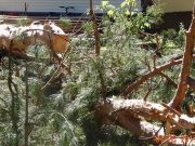 В Турочаке вырубают Затонский бор